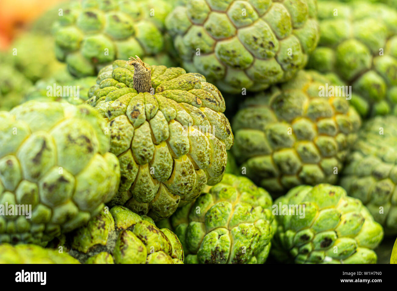 Ansicht schließen von mehreren Pinhia Obst. Frisches Obst aus dem Nordosten Brasiliens. Bittersüße grüne Frucht von Außen und Innen weiß. Stockfoto