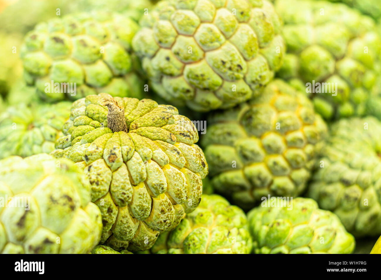 Ansicht schließen von mehreren Pinhia Obst. Frisches Obst aus dem Nordosten Brasiliens. Bittersüße grüne Frucht von Außen und Innen weiß. Stockfoto