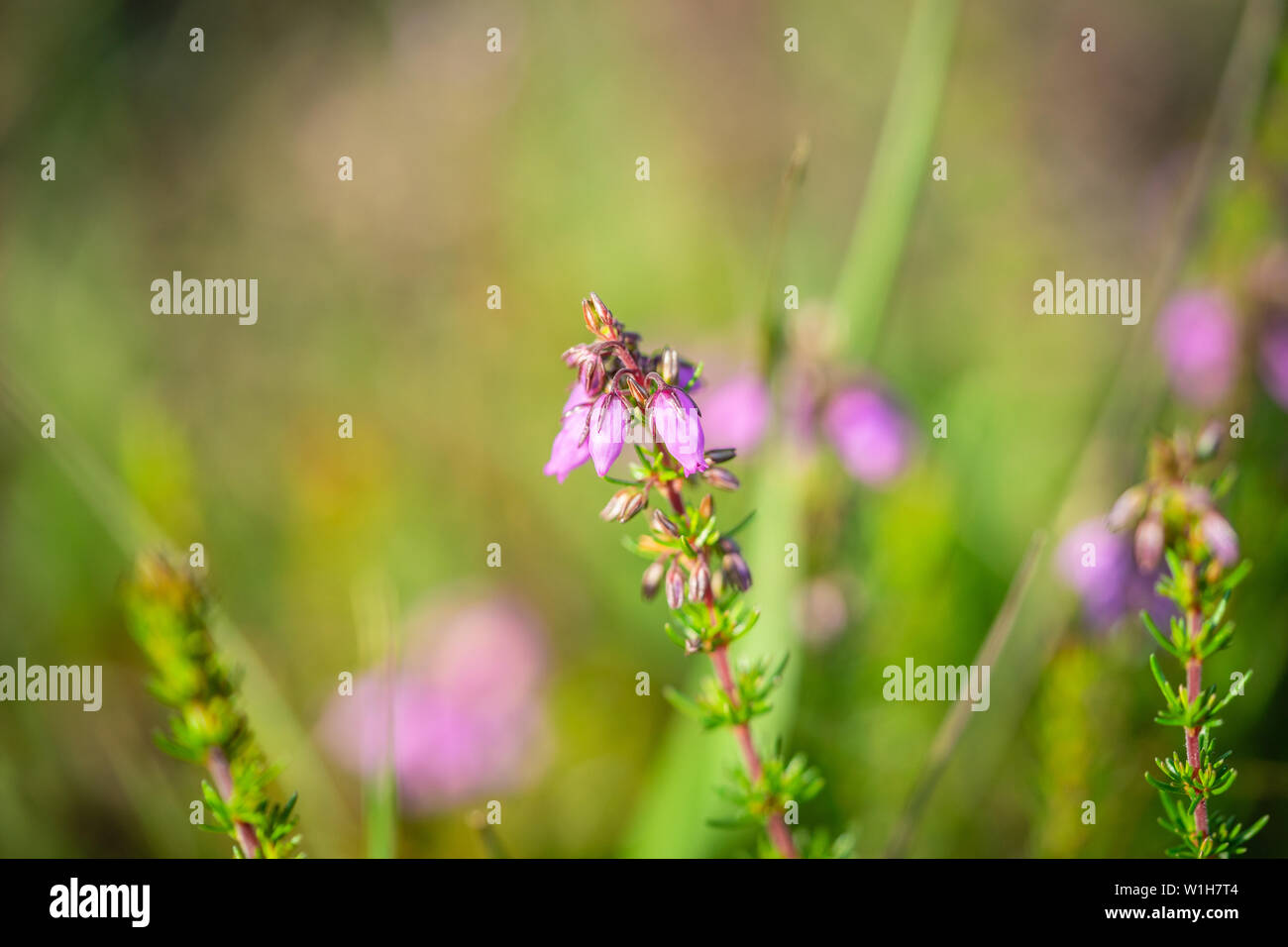 In der Nähe von rosa Blüten der glockenheide Anlage Erica cinerea im Sommer im New Forest, England, Großbritannien Stockfoto