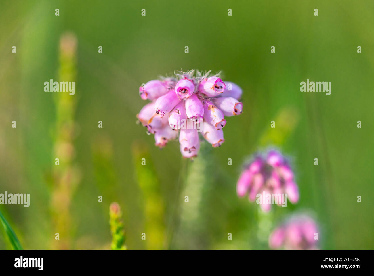 Nahaufnahme der glockenförmigen rosa Blüten der Glockenheidepflanze (erica cinerea) im Sommer im New Forest, England, Großbritannien Stockfoto