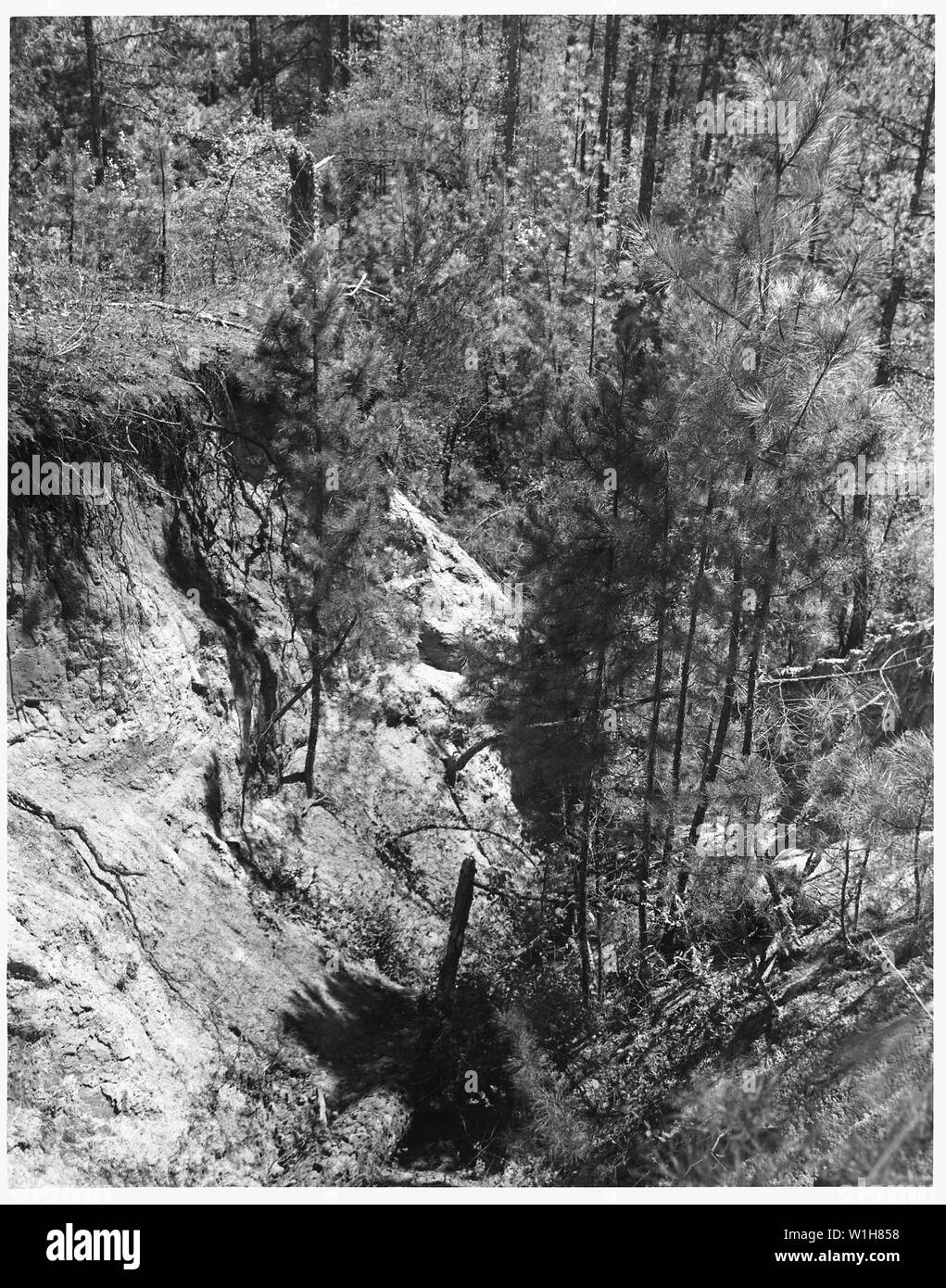 Newberry County, South Carolina. Gully am Enoree Bezirk Sumter National Forest langsam heilen. . .; Umfang und Inhalt: Die Bildunterschrift lautet wie folgt: Newberry County, South Carolina. Gully am Enoree Bezirk Sumter National Forest langsam Heilung, weil der Ermutigung von Baum Wachstum und Kundenbindung der Bodengrund durch Verhinderung von Waldbränden. Stockfoto