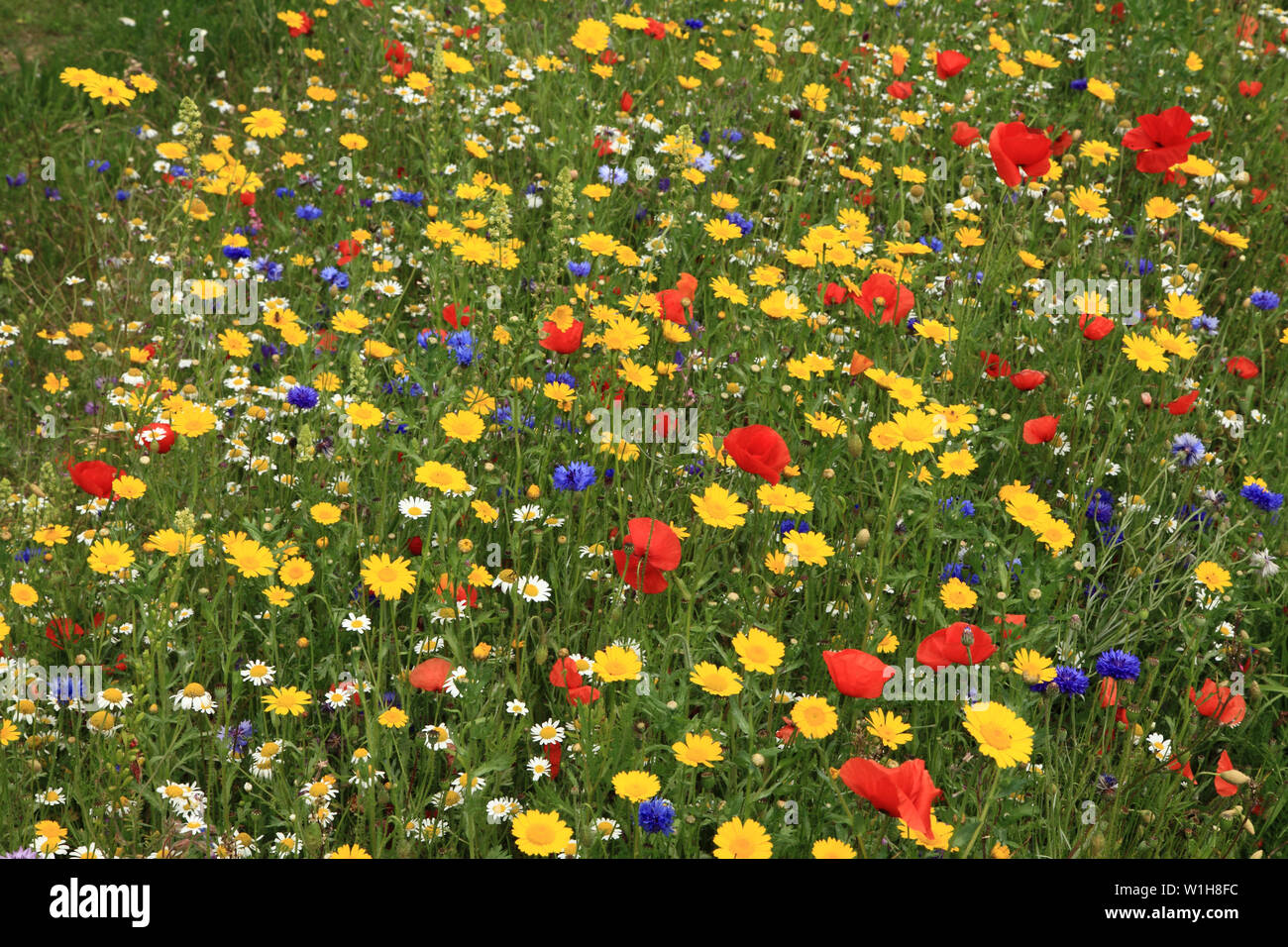 Poppy, Daisy, Kornblume, wild wachsende Blumen, wildflower, Garten, Grenze, bunte Stockfoto