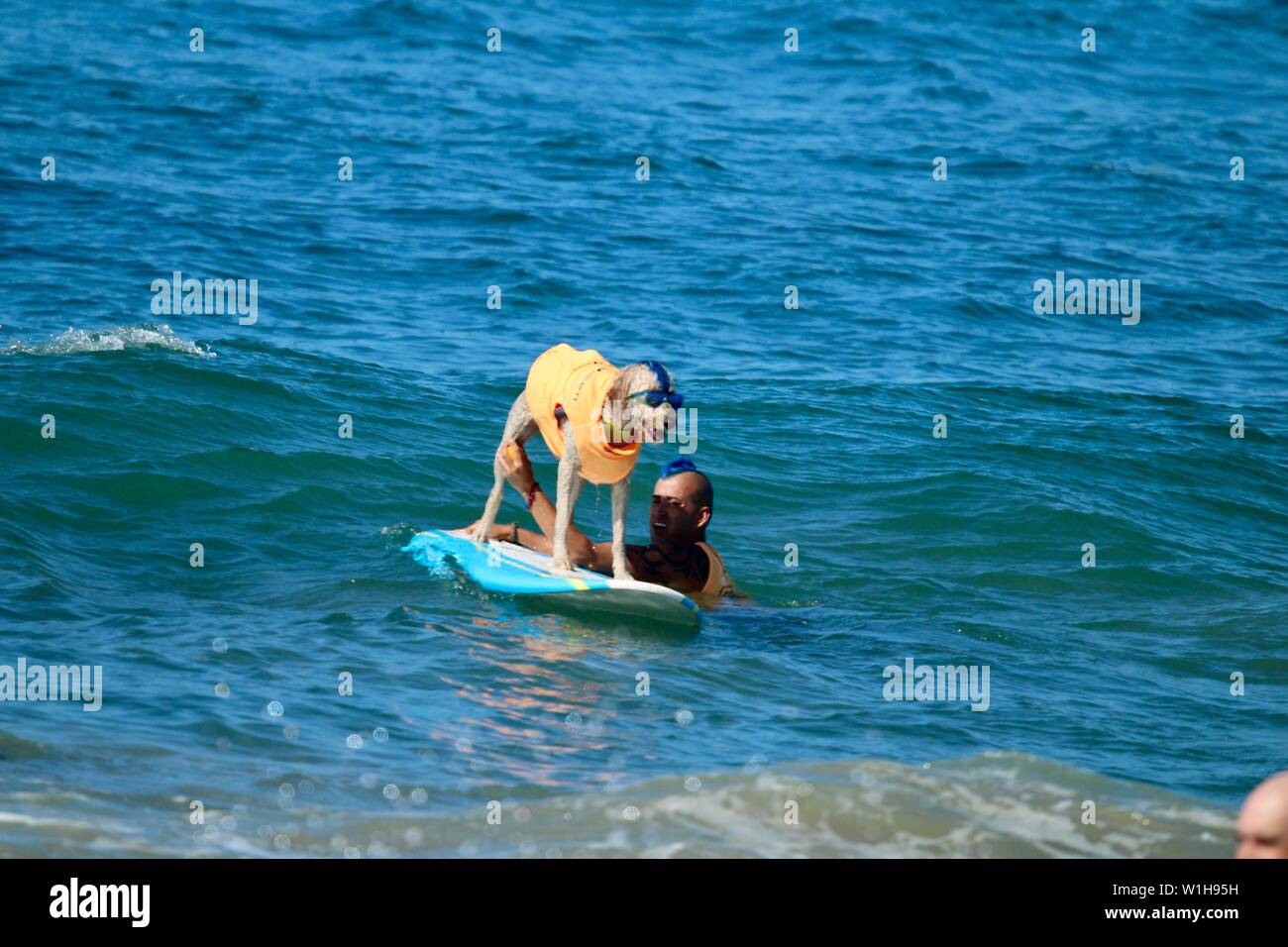 Hund surfen Wettbewerb in Huntington Beach, Kalifornien Stockfoto