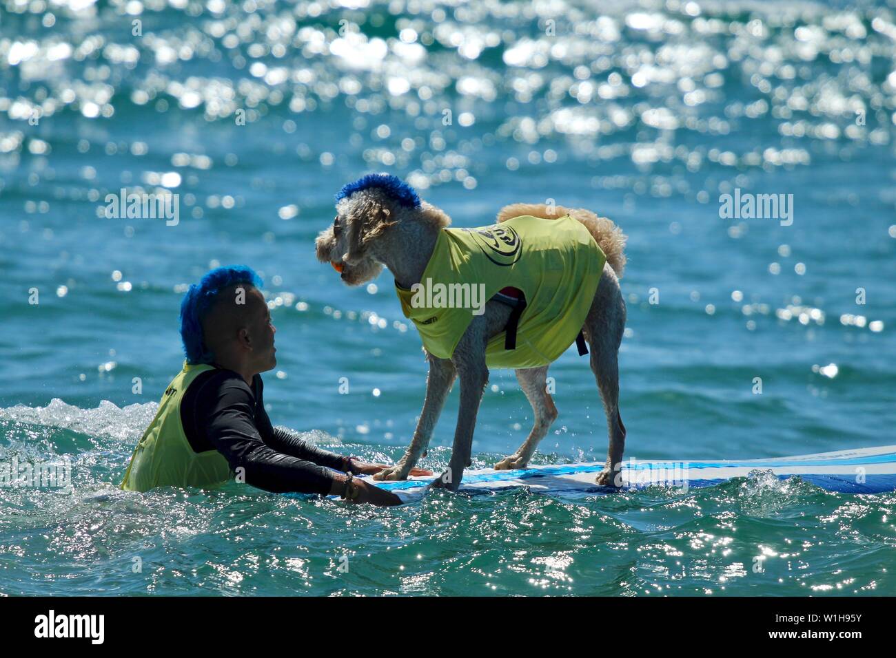 Hund surfen Wettbewerb in Huntington Beach, Kalifornien Stockfoto