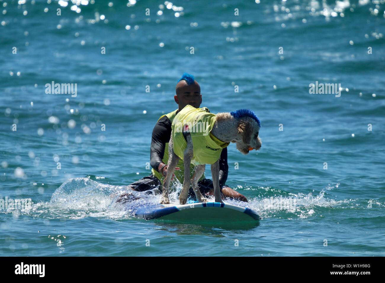 Hund surfen Wettbewerb in Huntington Beach, Kalifornien Stockfoto