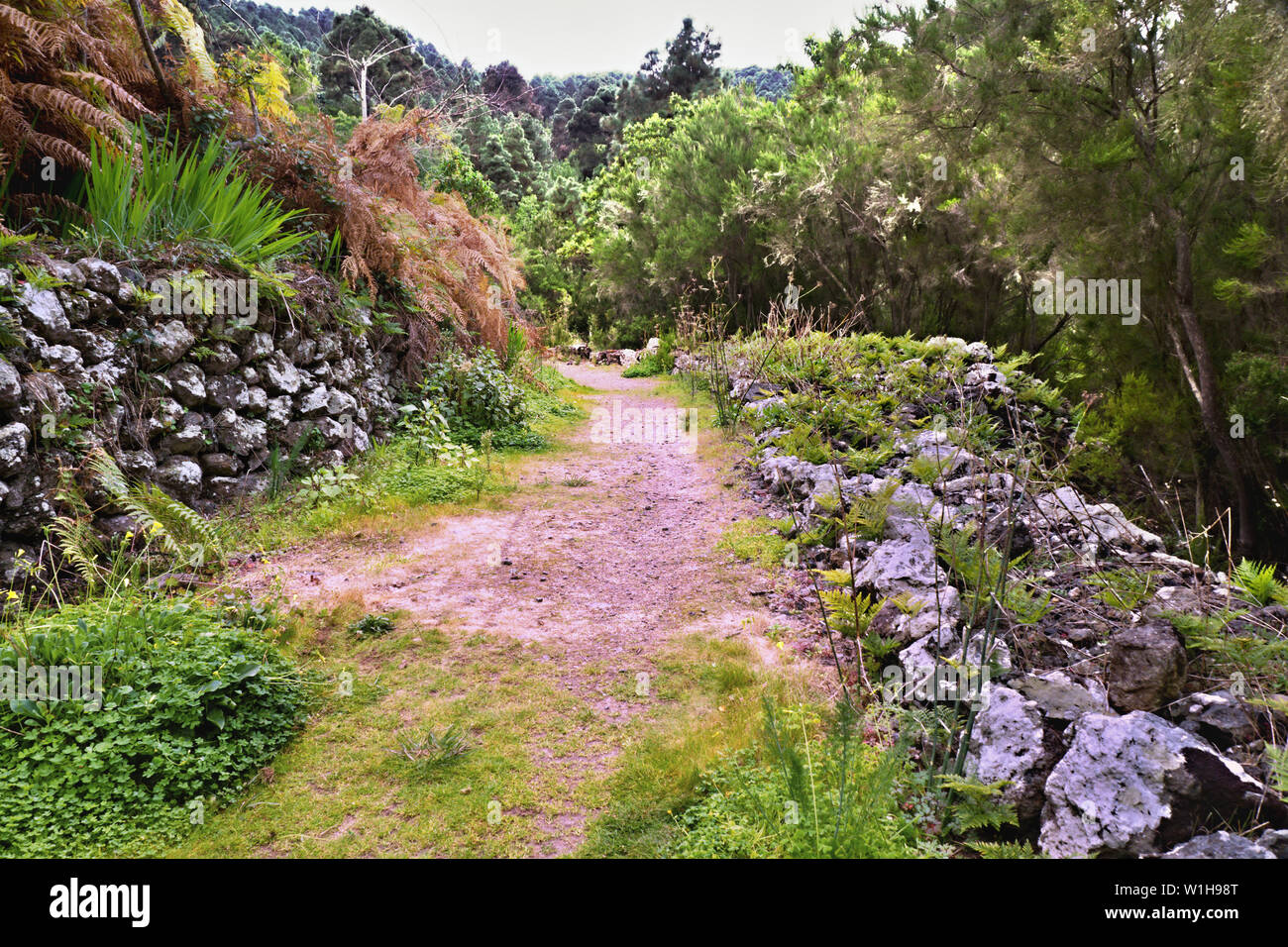 Wanderweg auf Teneriffa auf der 'Monte Frio". Eine Flechten bewachsene alte Steinmauer auf der rechten Seite, ein Pfad mit frischen grünen Gräsern und Pflanzen, getrocknet, Stockfoto