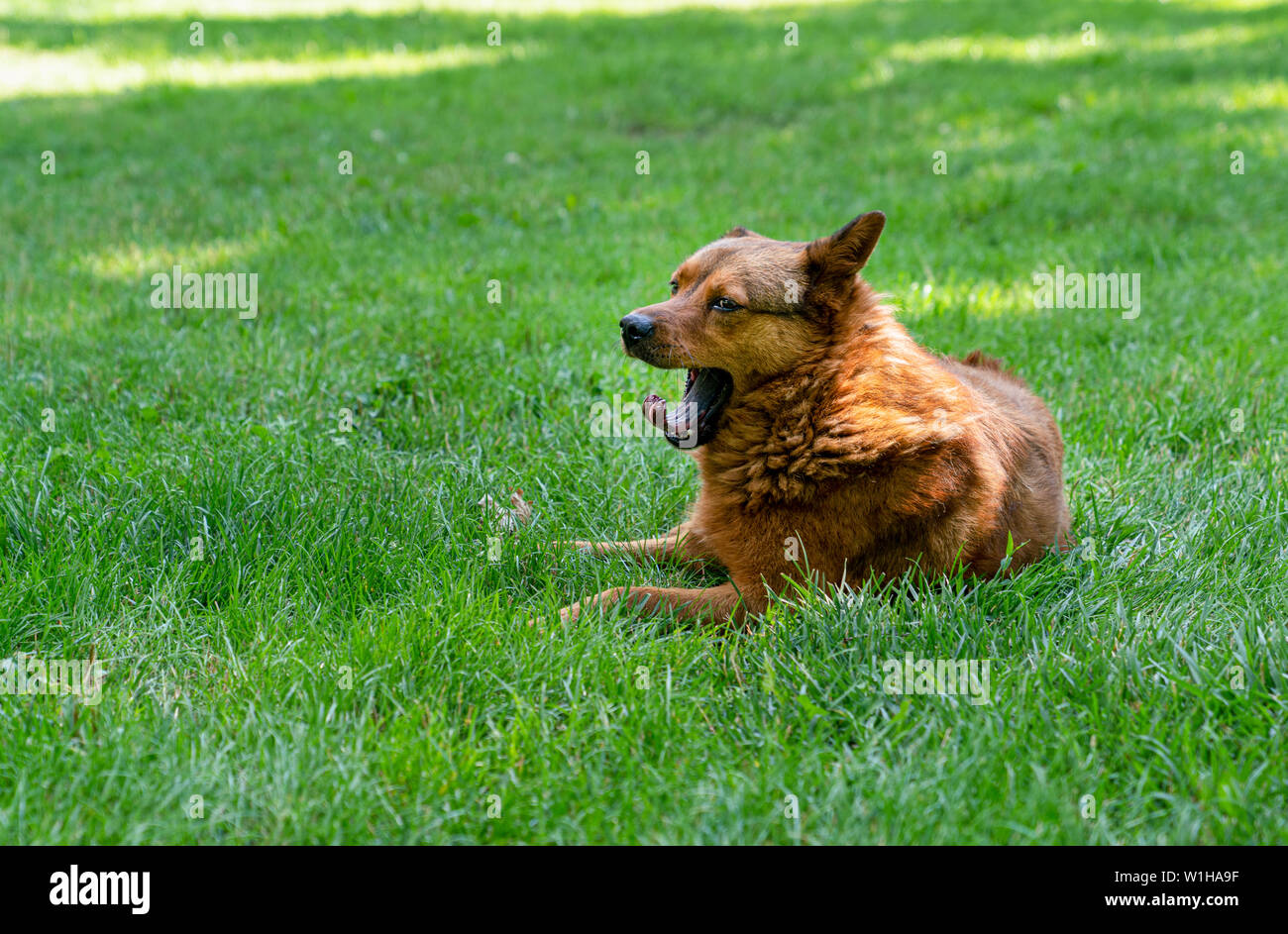 Müde gähnen Red Dog liegt in der Wiese Stockfoto