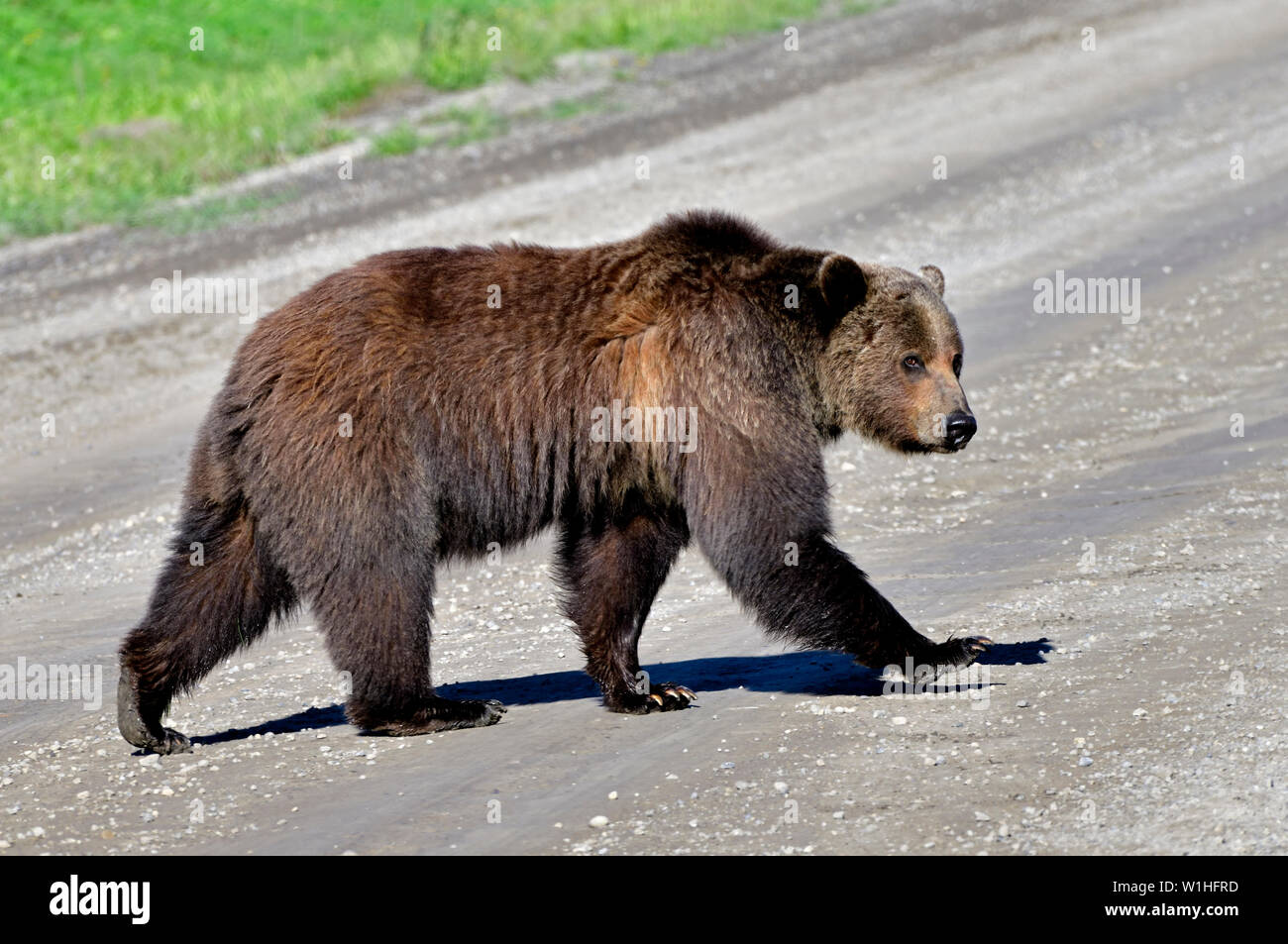 Eine Nahaufnahme eines Erwachsenen grizzly Bär "Ursus arctos" gehen über eine Schotterstraße in ländlichen Alberta Kanada Stockfoto