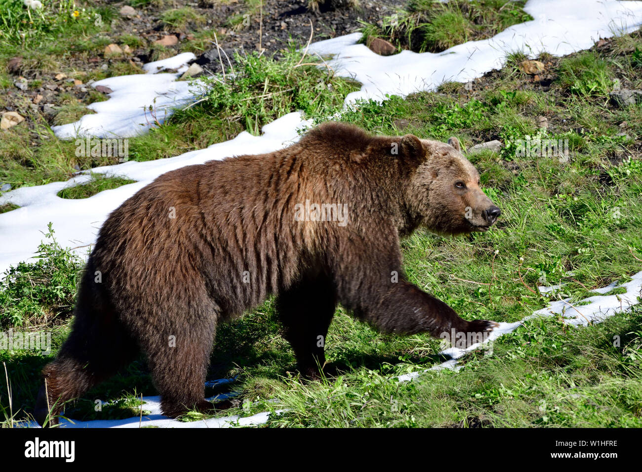 Eine Nahaufnahme Seitenansicht eines Erwachsenen grizzly Bär "Ursus arctos" bis zu einem grasbewachsenen Hügel in ländlichen Alberta Kanada Stockfoto