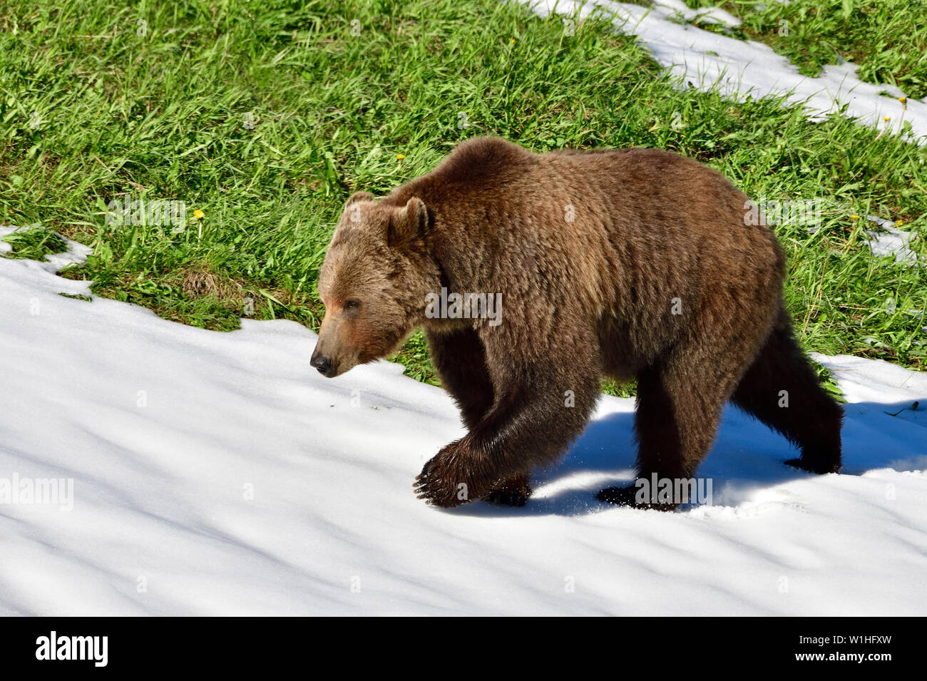 Eine Nahaufnahme Seitenansicht eines Erwachsenen grizzly Bär "Ursus arctos" entlang eine Schnee Patch auf einem grasbewachsenen Hügel in ländlichen Alberta Kanada Stockfoto