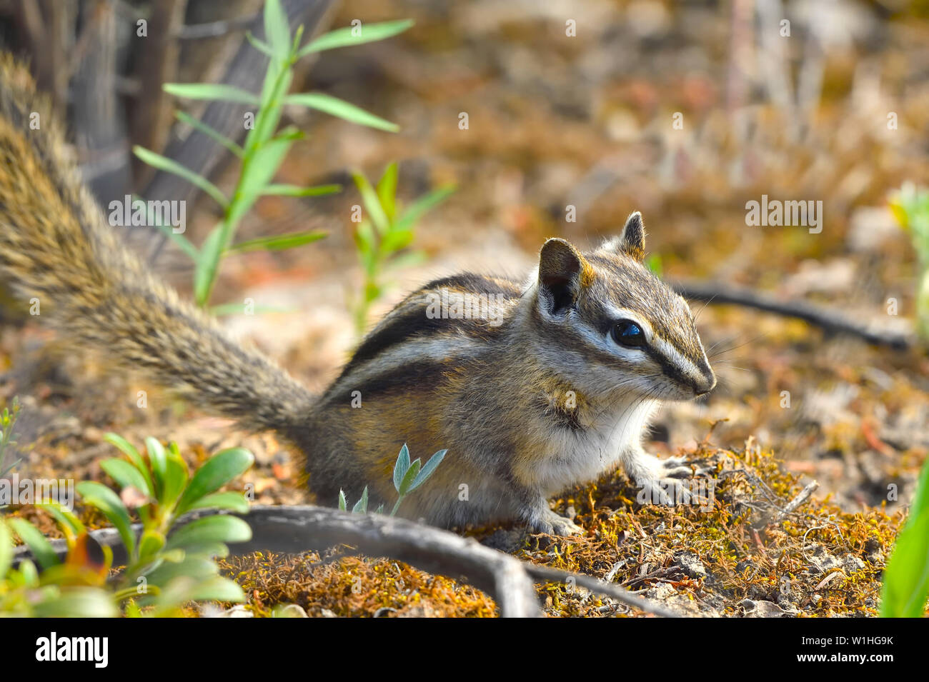 Eine kleine zumindest Chipmunk" Eutamias minimus", Nahrungssuche auf dem Waldboden in ländlichen Alberta, Kanada. Stockfoto