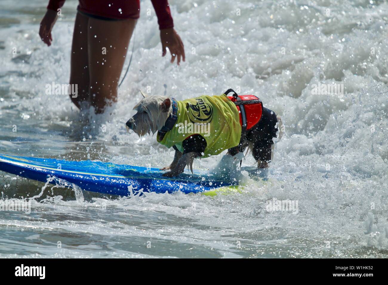 Hund surfen Wettbewerb in Huntington Beach, Kalifornien Stockfoto