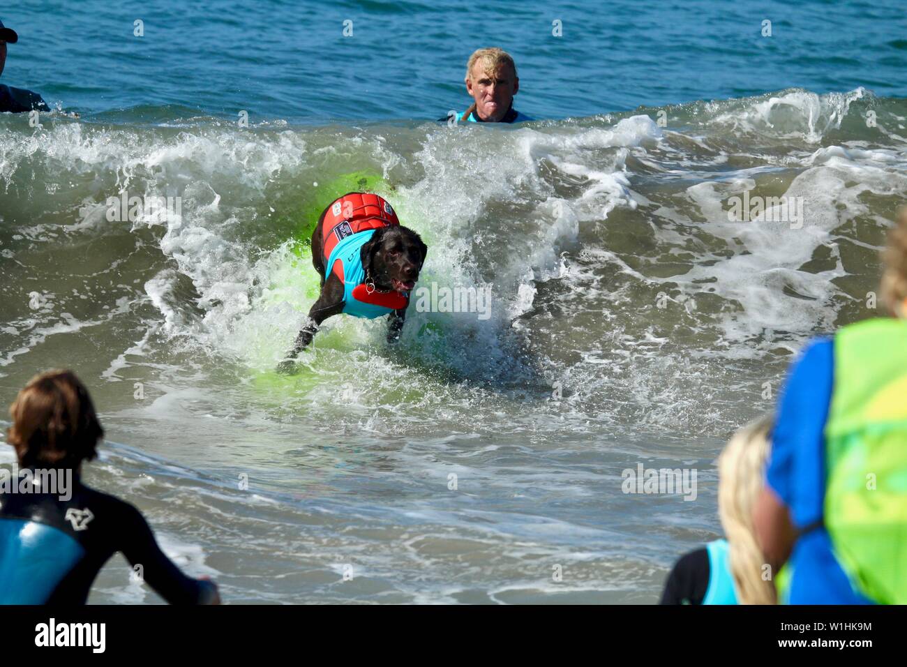 Hund surfen Wettbewerb in Huntington Beach, Kalifornien Stockfoto