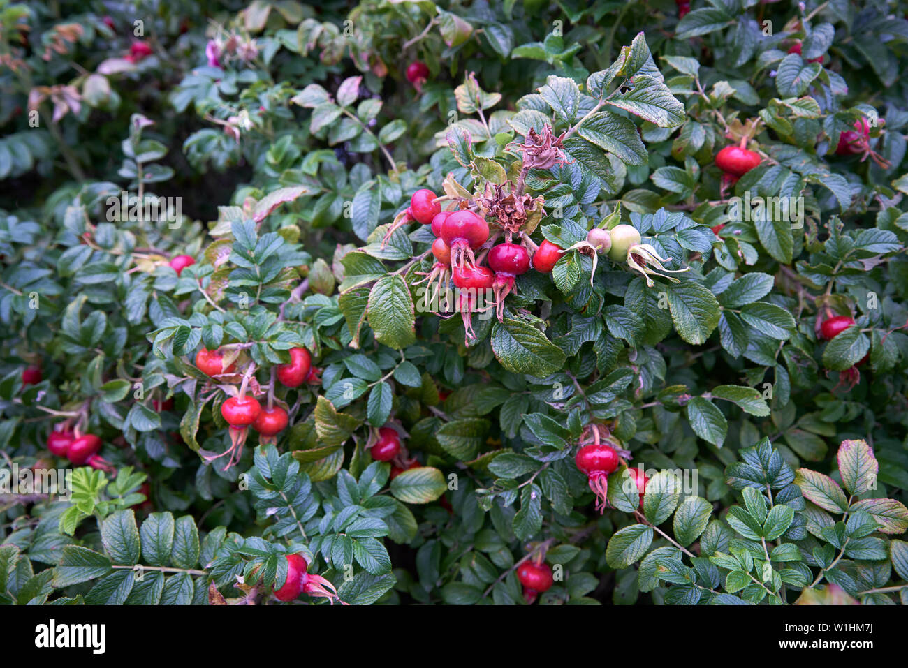 Hagebutten am Strauch. Wild Rose Hips wächst auf einem großen Busch. Stockfoto