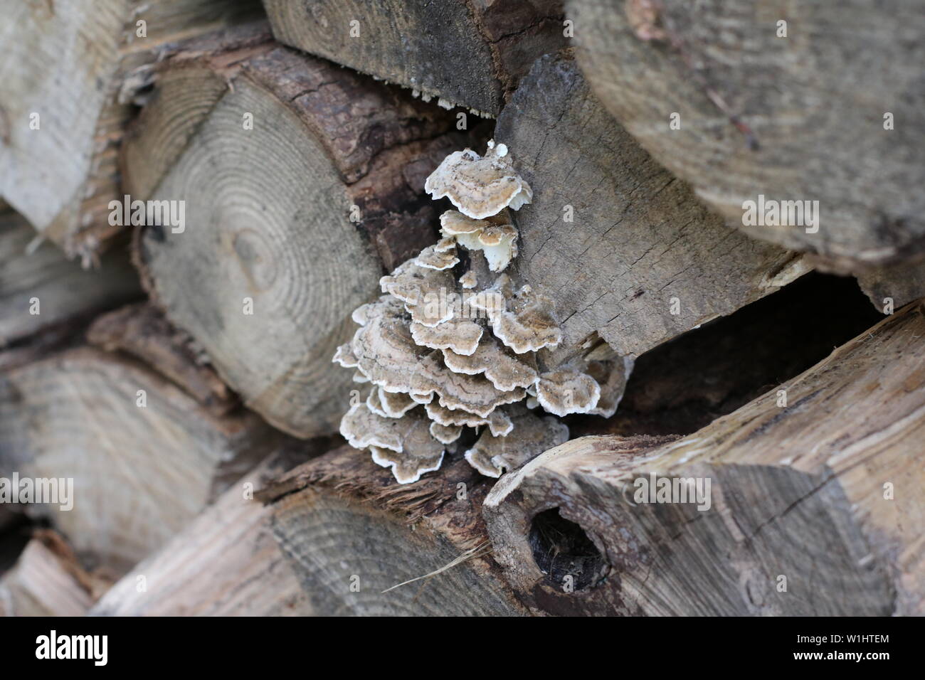 Pilz auf Rundholz Stockfoto