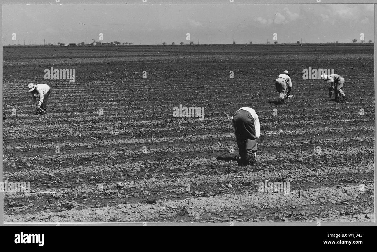 Ryer Insel, Sacramento County, Kalifornien. Spargelfelder und philippinische Kutter in Weltweit größte. . .; Umfang und Inhalt: Die Bildunterschrift lautet wie folgt: Ryer Insel, Sacramento County, Kalifornien. Spargelfelder und philippinische Kutter in die weltweit größte Spargelfeld. Die Saison dauert etwa 4 Monate, und die Ernte ist fast vollständig von philippinischen Schleifring Arbeit. Die Löhne etwa 1 $ pro 100 lbs. Stockfoto