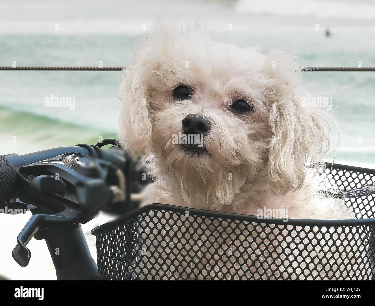 Malteser Terrier in ein Fahrrad Korb kirra Stockfoto
