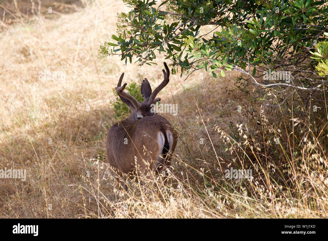 Schwarz-angebundene Rotwild Buck Stockfoto