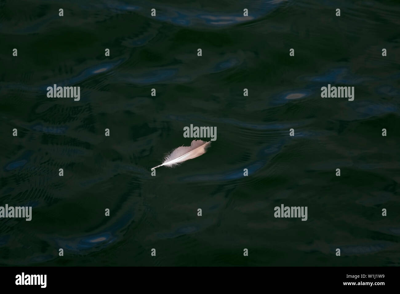 Weiße Vogelfeder schwimmend auf Dunkel grünes Wasser Stockfoto