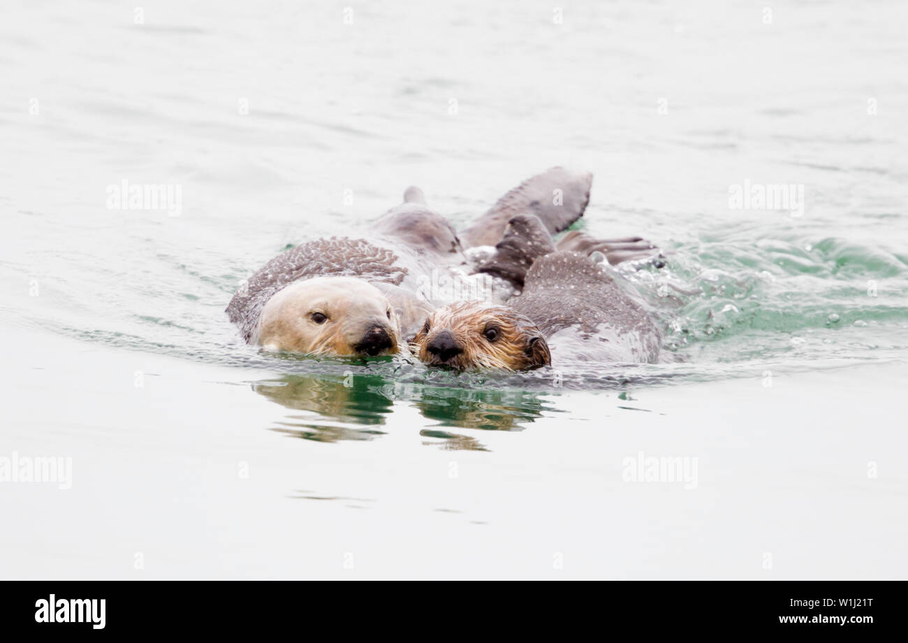 Seeotter Mit Wei em Kopf Fotos Und Bildmaterial In Hoher Aufl sung seeotter-mit-wei-em-kopf-fotos-und-bildmaterial-in-hoher-aufl-sung