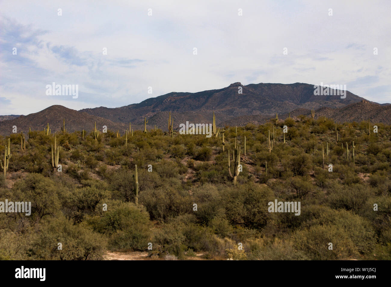 Tonto National Forest im südlichen Arizona Stockfoto