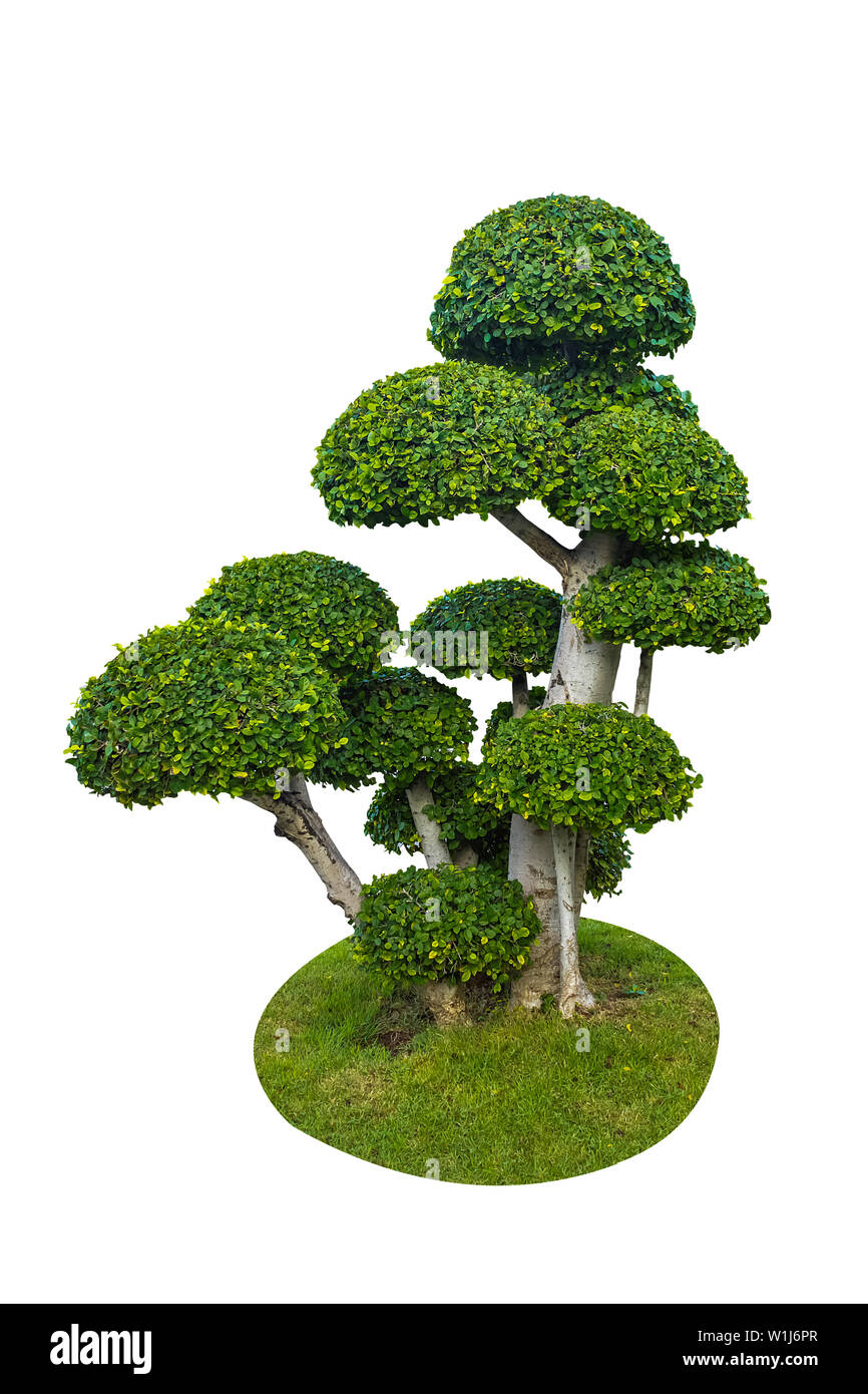 Baum isoliert Hintergrund Stockfoto