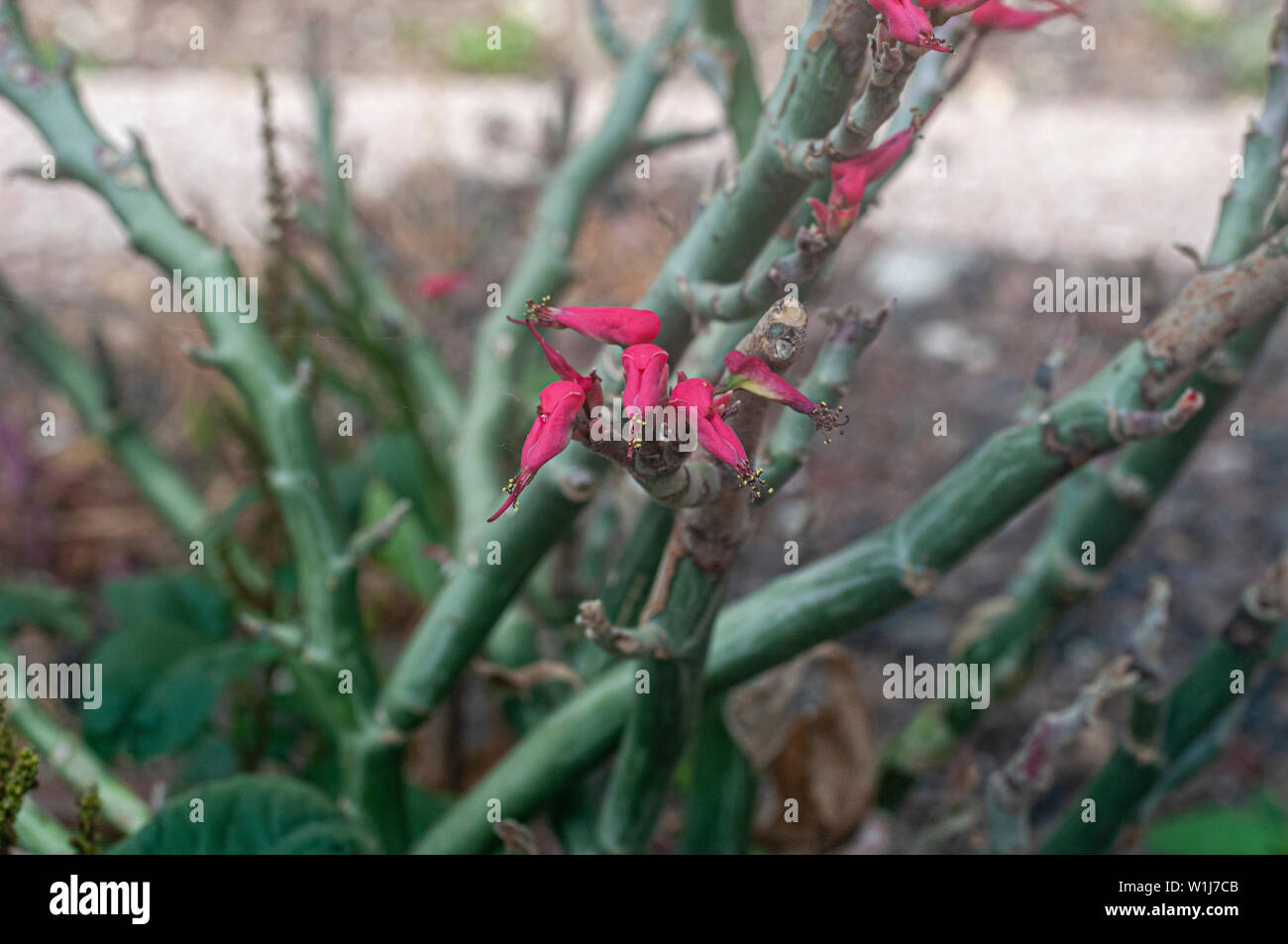 Euphorbia tithymaloides (Devil's Backbone) in Tel Aviv, Israel im Mai fotografiert. Stockfoto