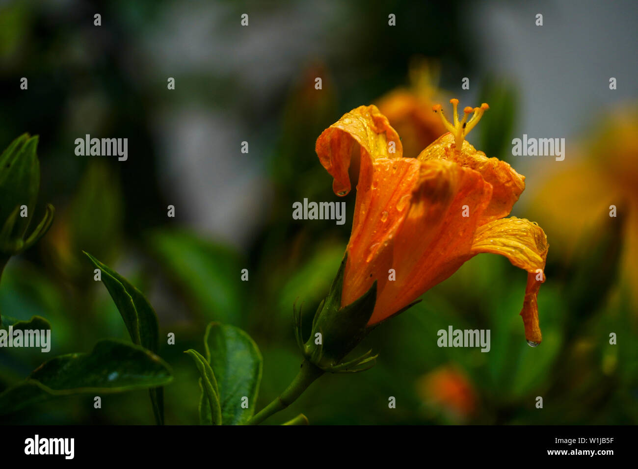 Orange Lilie Nahaufnahme Stockfoto