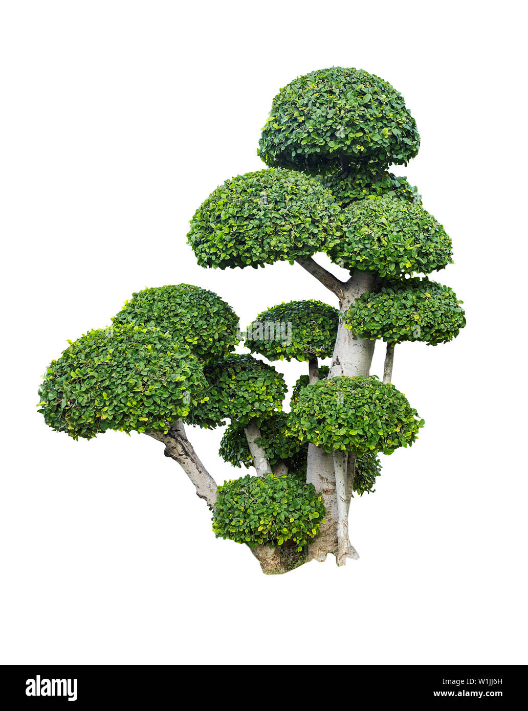 Baum isoliert Hintergrund Stockfoto