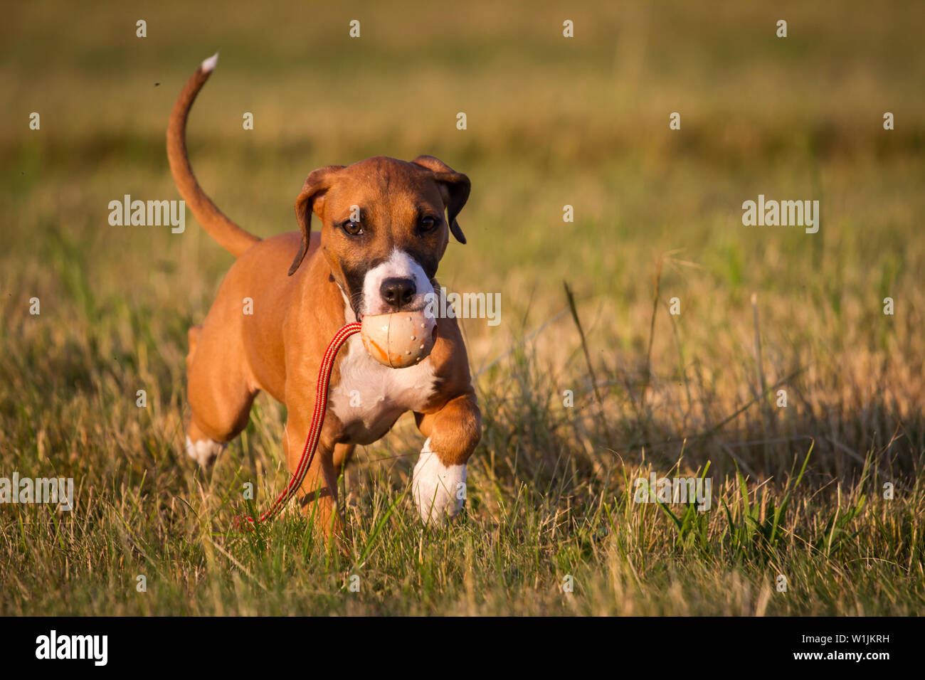 Braun American Pit Bull Terrier Welpe läuft und holen ein Spielzeug in der Abendsonne Stockfoto