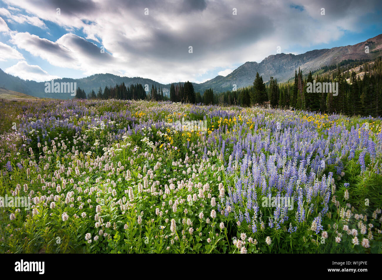 Ein Feld von Wildblumen blühen in Albion Becken an der Alta Skigebiet in Little Cottonwood Canyon, Utah als Sturm im Overhead kommt. (C) 2015 Tom Kell Stockfoto