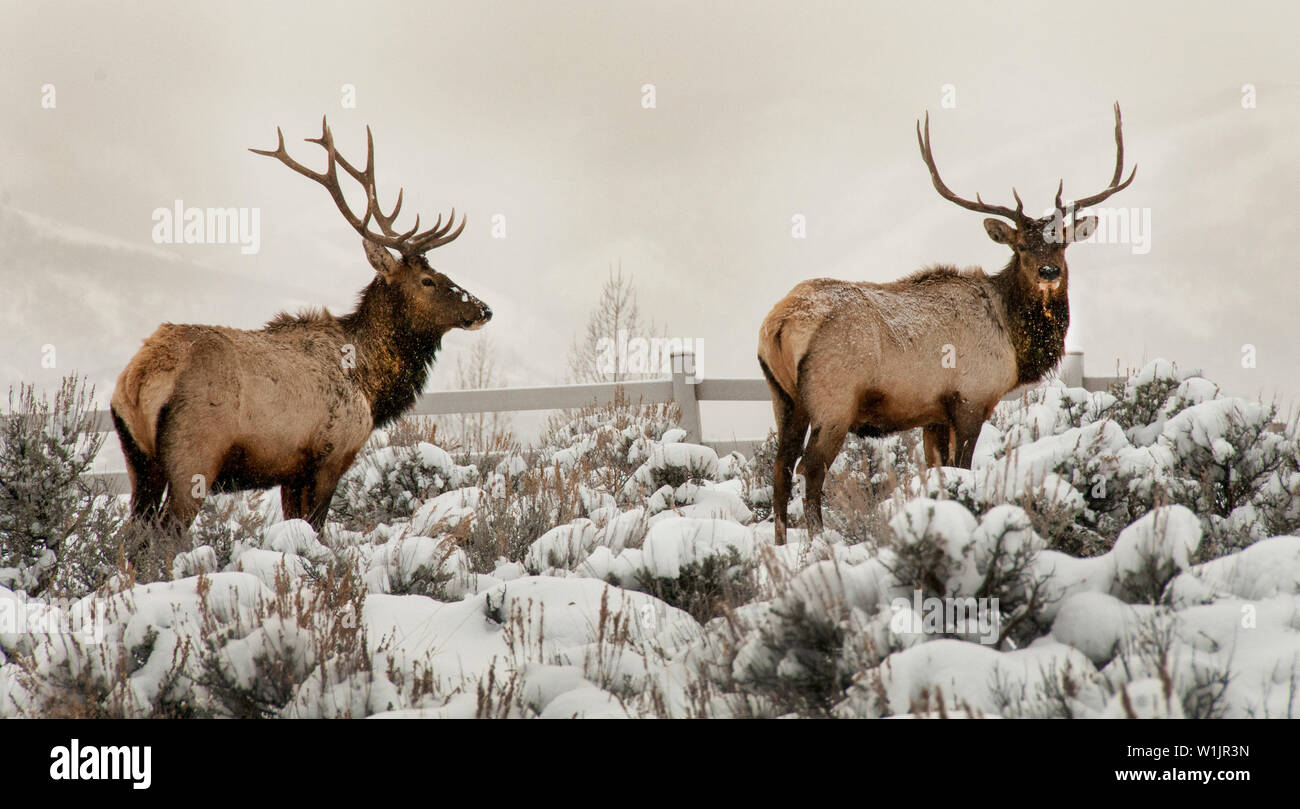 Zwei bull Elk stand Guard inmitten der sagebrush in Silver Creek außerhalb von Park City, Utah. (C) 2014 Tom Kelly Stockfoto