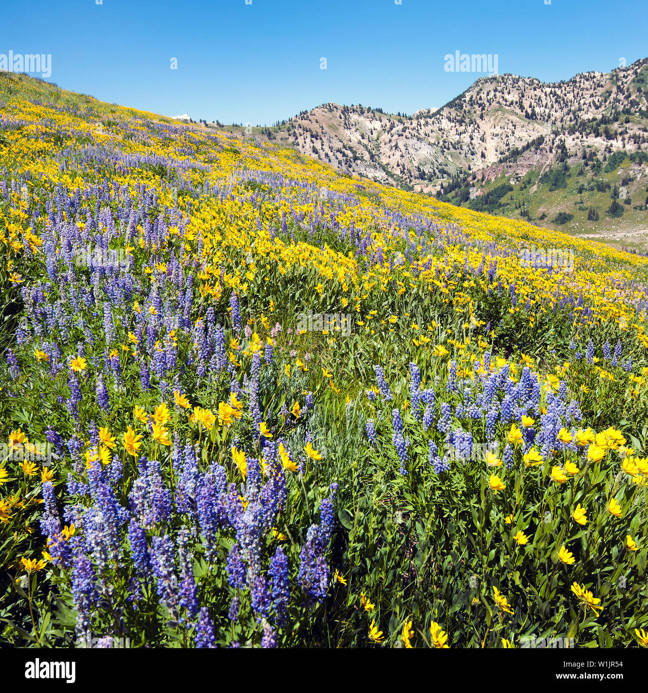 Wildblumen blühen auf 9.500 Meter eleveation in Greeley Bowl hoch über Albion Becken an der Alta Skigebiet in Little Cottonwood Canyon, Utah. (C) 2015 Stockfoto