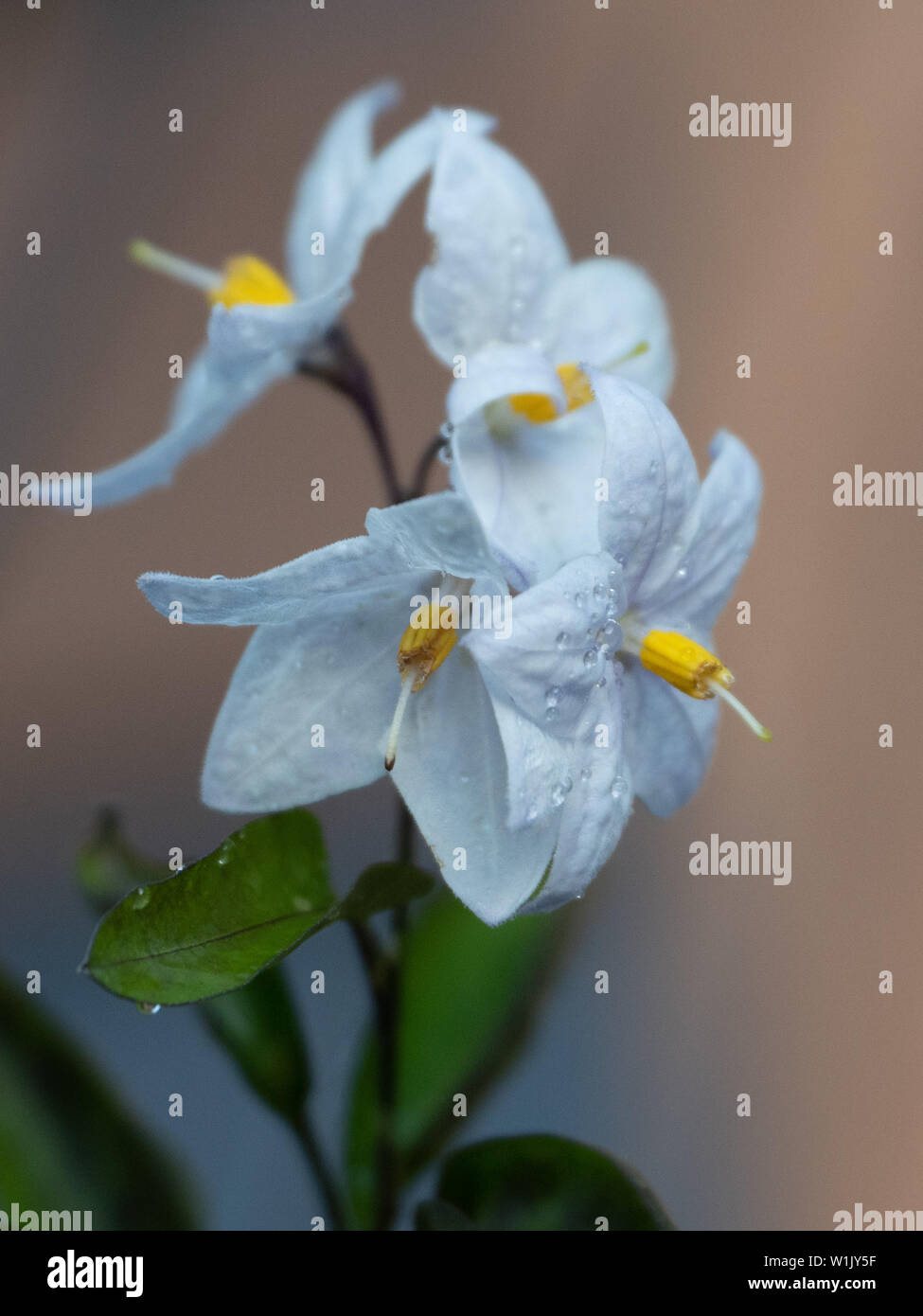 Kleine Winterblüten von Solanum laxum oder Kartoffelrebe aus nächster Nähe mit Regentropfen bestreut Stockfoto