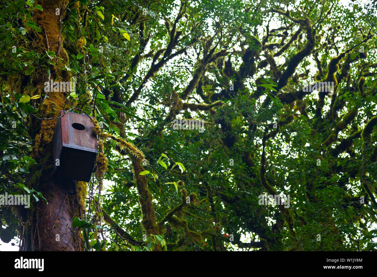 Quetzal Nistkasten, Santa Elena Cloud Forest Nature Reserve, Costa Rica, Mittelamerika, Nordamerika Stockfoto