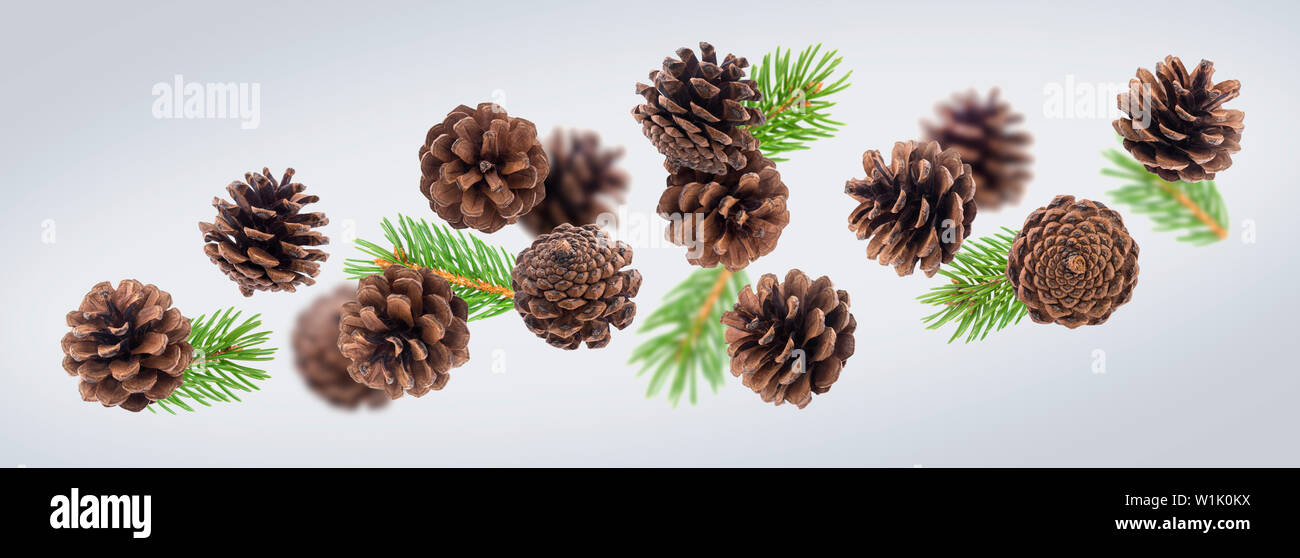 Braun Tannenzapfen mit Fir Tree Branches Nahaufnahme Stockfoto