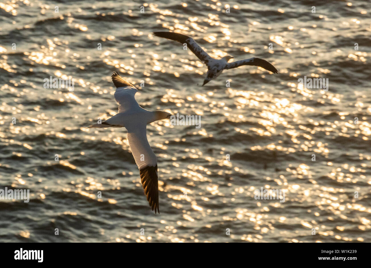 Basstölpel Fliegen über dem Meer, wie es am frühen Morgen Sonnenlicht reflektiert bei der RSPB Nature Reserve an Bempton Cliffs in Yorkshire, als über 250.000 Seevögel Herde zu den Kreidefelsen, einen Gehilfen zu finden und ihre Jungen zu erhöhen. Stockfoto