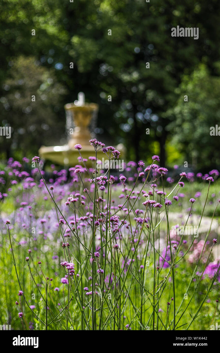 Ziemlich lila Blüten mit Springbrunnen im Hintergrund, geringe Tiefenschärfe Stockfoto