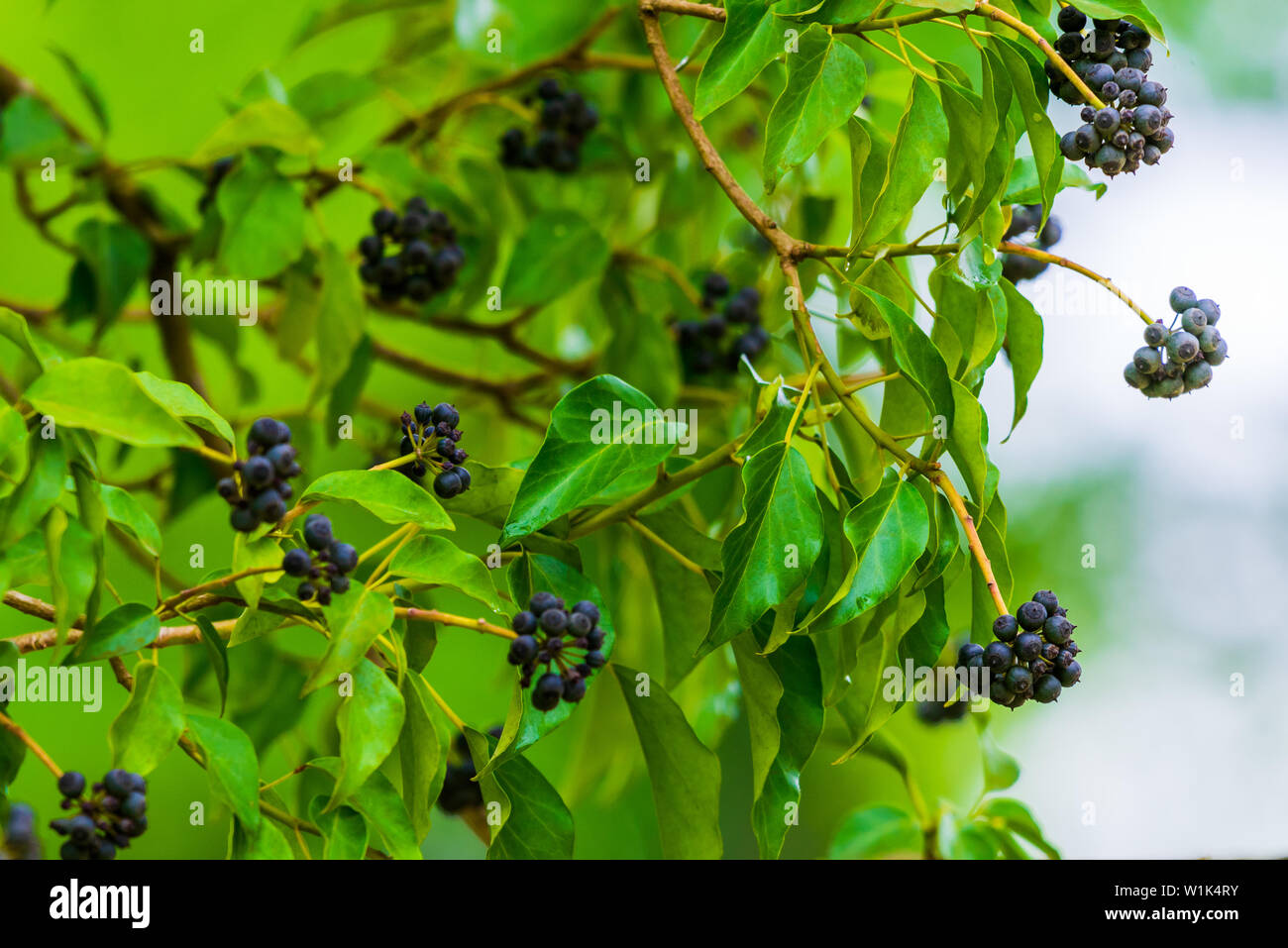 efeutute luftfeuchtigkeit Epipremnum Aureum 'Neon' (Efeutute) – Foliage Dreams main image 0
