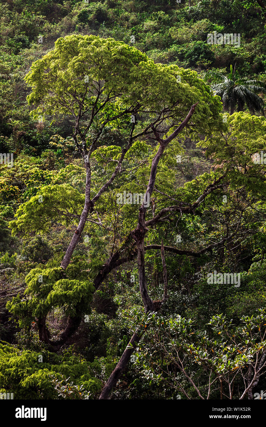 Landschaft tropischer Regenwald üppige Vegetation mit Pflanzen & einige  blühende Bäume im afrikanischen Dschungel von Forest Reserve Conservation  Area, Sierra Leone Stockfotografie - Alamy