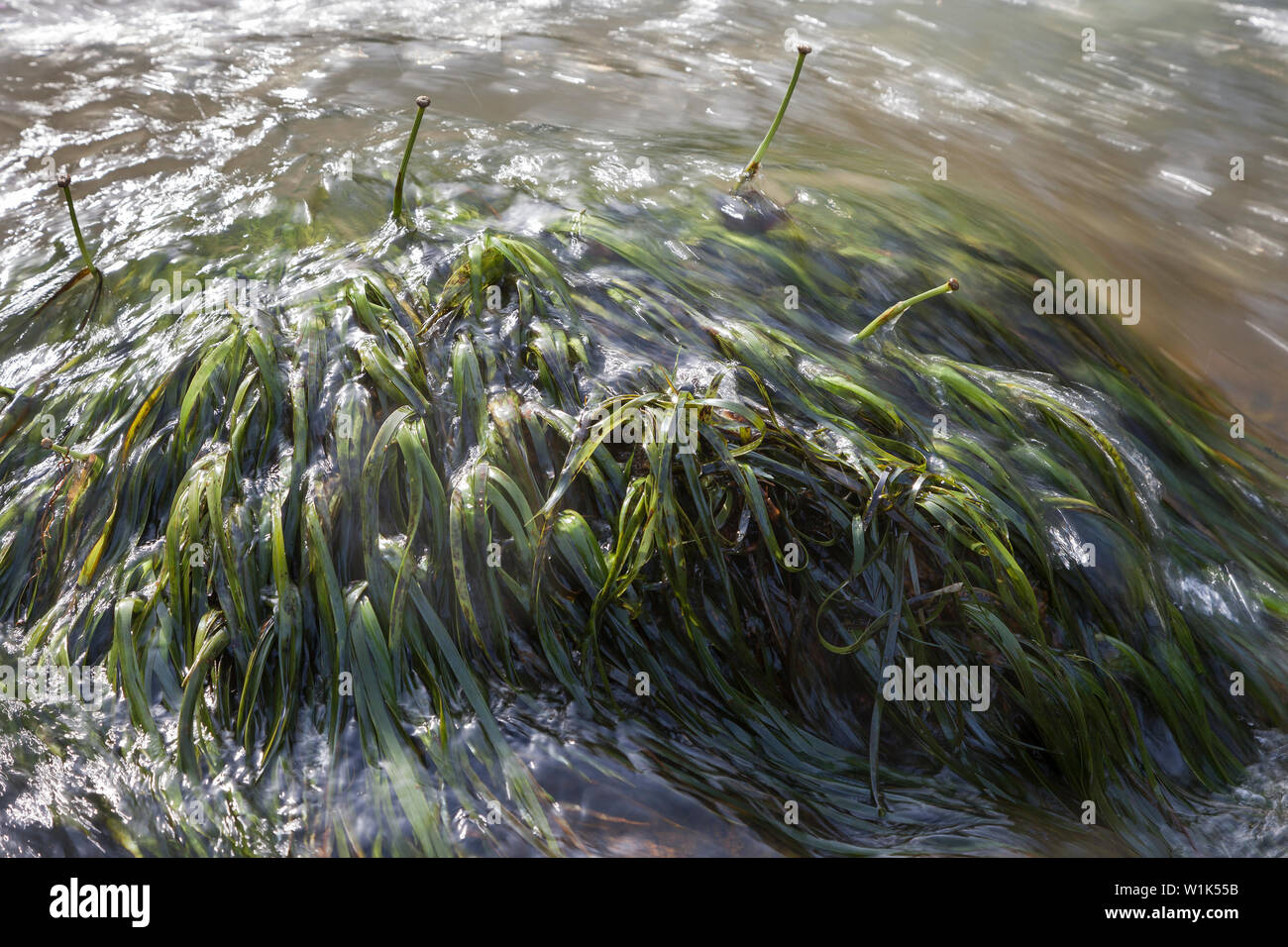 Seltene Pflanzen in situ entdeckt auf Stromschnellen in Fluss während der botanische Untersuchung und Forschung während CSR-Projekt für industrielle Unternehmen. Sierra Leone, Afrika Stockfoto