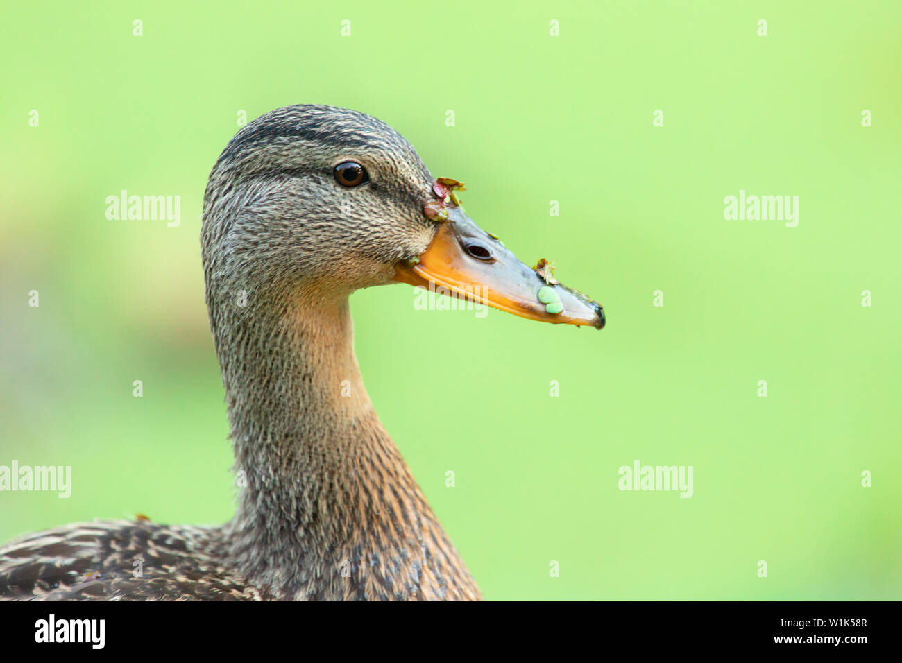 Nahaufnahme einer Stockente auf dem Wasser schwimmen in einem Teich Stockfoto