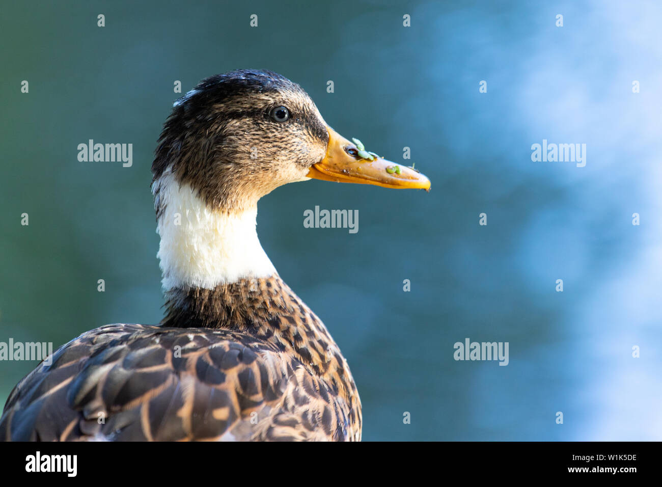 Nahaufnahme einer Stockente auf dem Wasser schwimmen in einem Teich Stockfoto