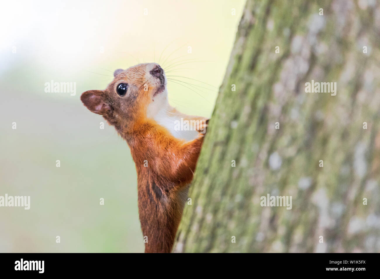 Eichhörnchen mit rotem Fell im Herbst Wald auf Stockfoto