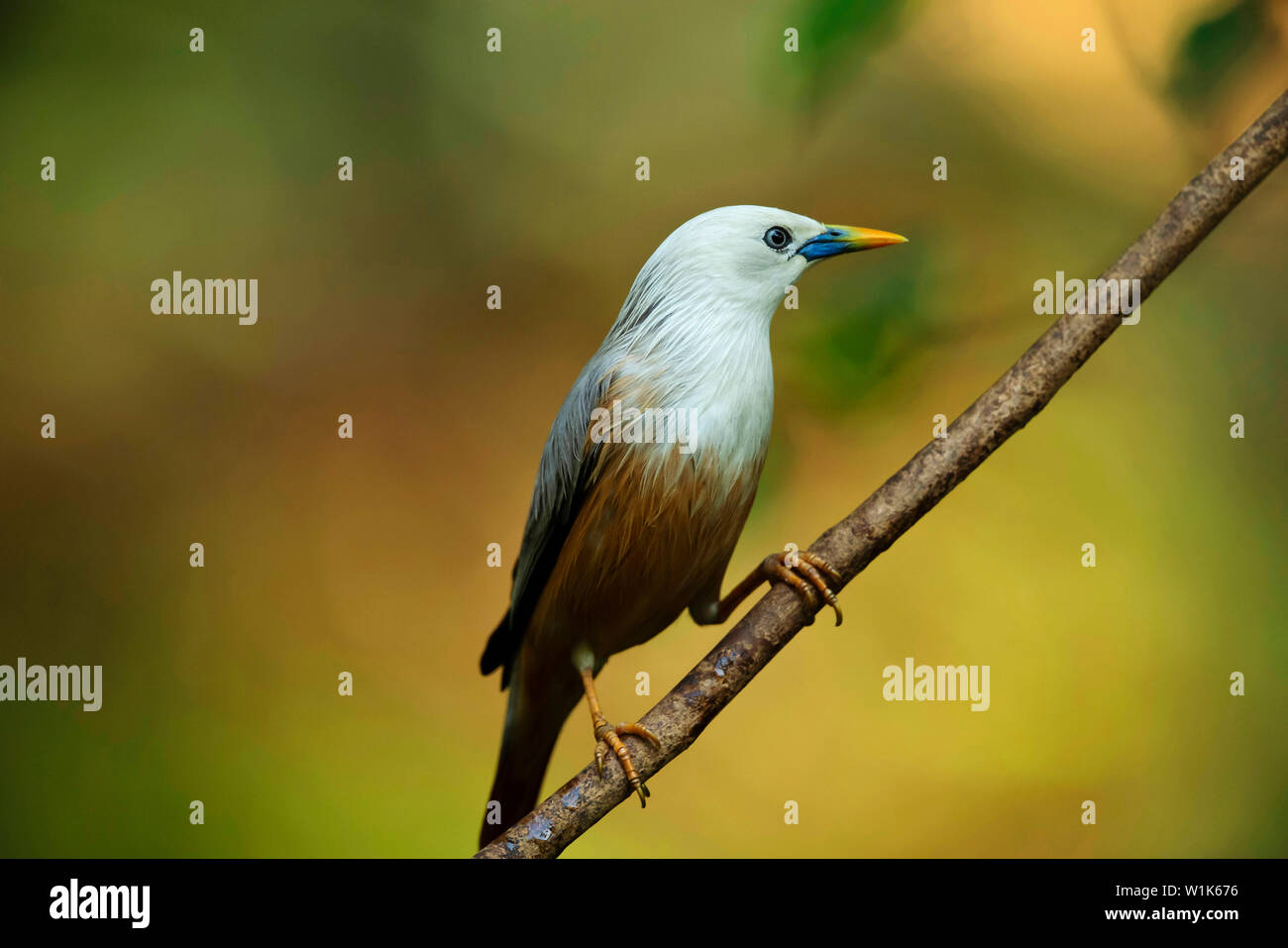 Blyths Starling, Sturnia malabarica, Western Ghats, Indien. Stockfoto