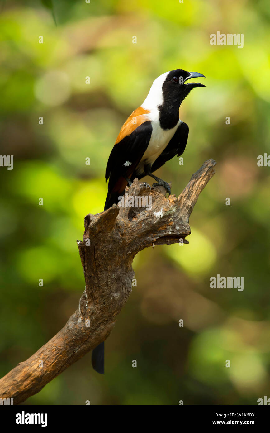 White-bellied treepie, Dendrocitta leucogastra, Western Ghats, Indien. Stockfoto