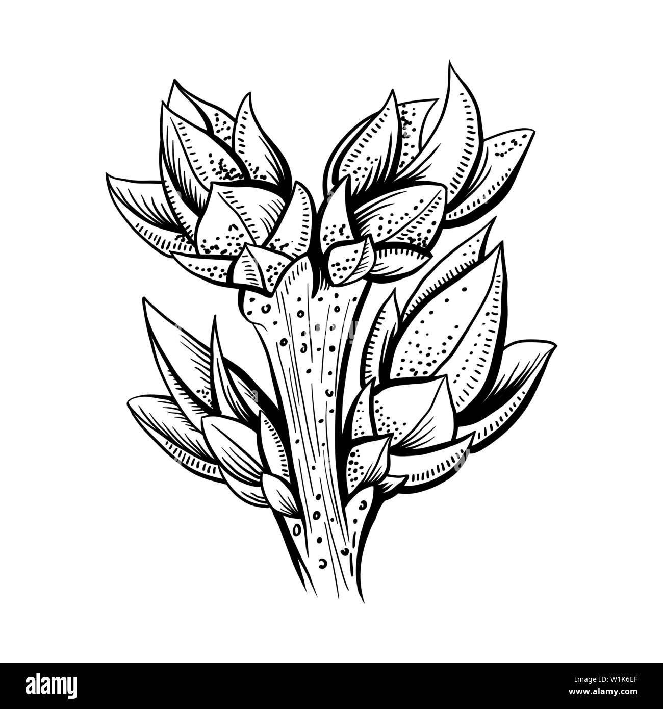 Realistische Ast Hand gezeichnet Vector Illustration. Pflanze mit Blättern Kugelschreiber Skizze. Schwarze und weiße Clipart. Lineare Zweig mit Knospen Freihandzeichnen. Isolierte monochrome botanischen Design Element Stock Vektor