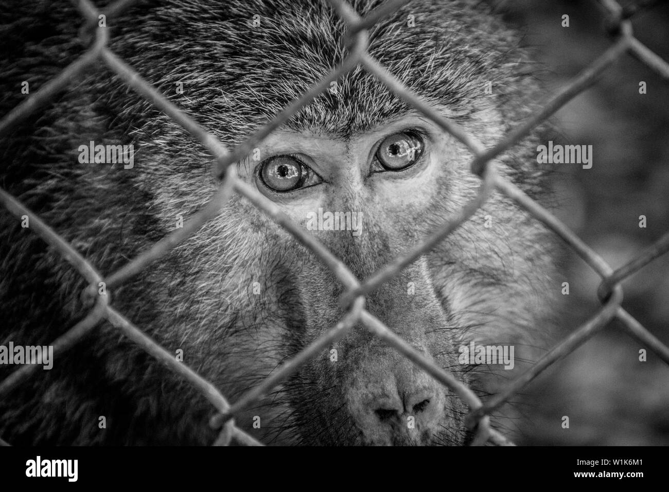 Wir nahmen unsere Enkelkinder die Killman Zoo in Caledonia, Ontario. Es ist ein kleiner privater Zoo, wo die Tiere gut versorgt sind, aber die Gehäuse sind Stockfoto