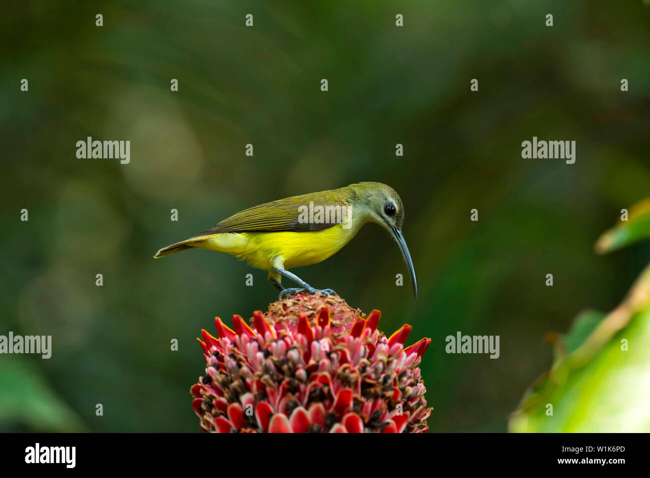 Arachnothera robusta Fotos und Bildmaterial in hoher Auflösung Alamy