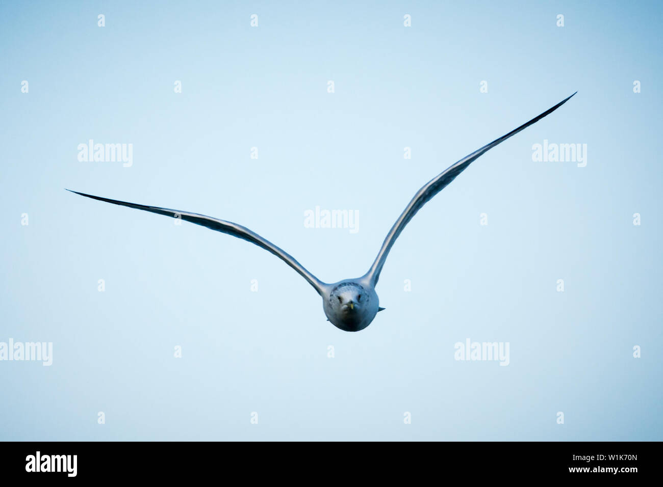 Ich üben fliegenden Vogel Schüsse mit meinem Tamron 150-600 mm Objektiv. Die Möwen waren sehr zuvorkommend. Stockfoto